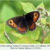 erebia aethiops kuban female 1